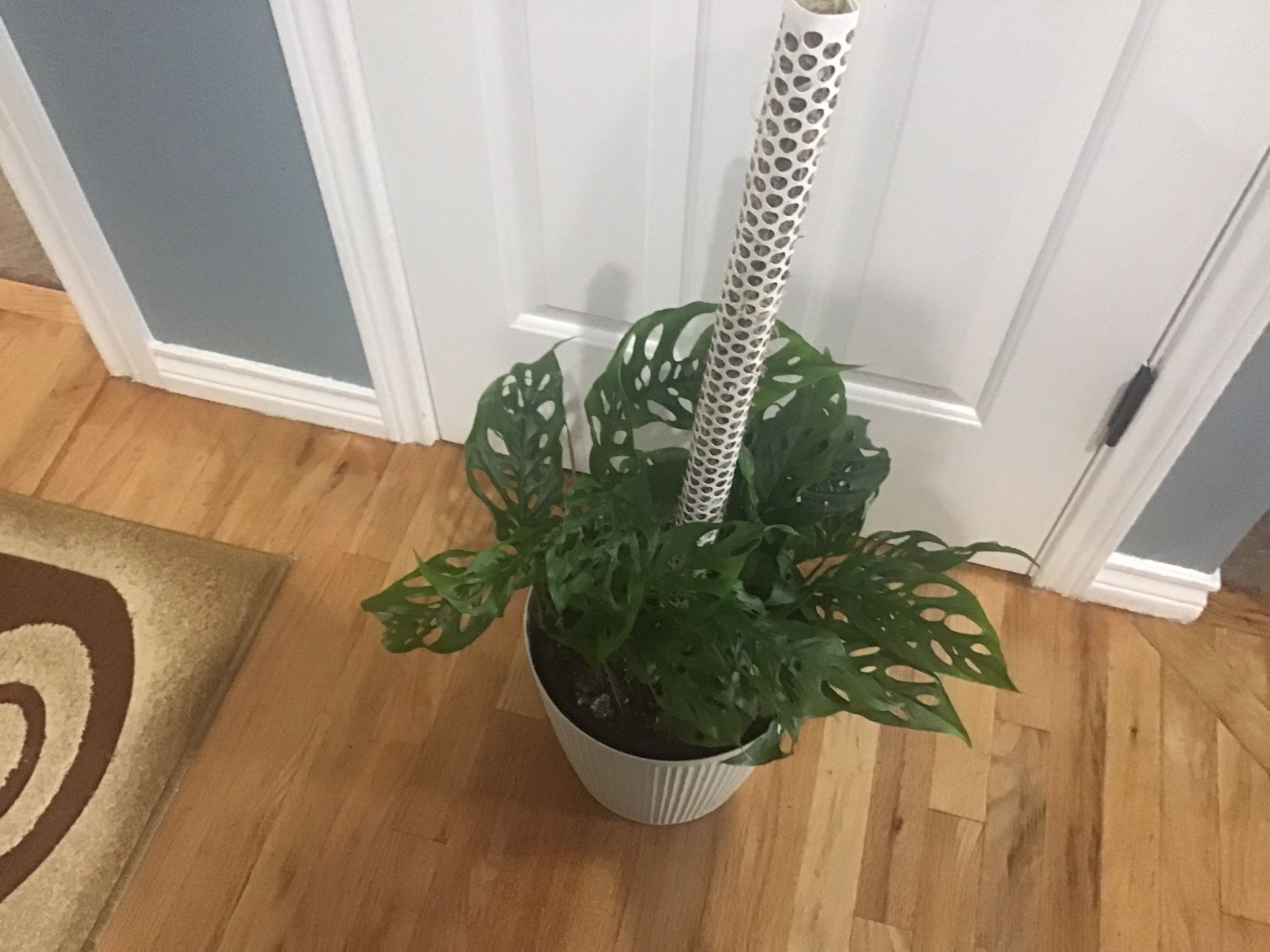 Plant