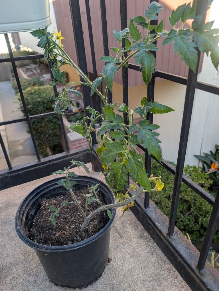 Free Tomato Plant 