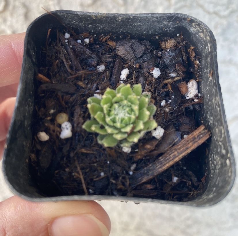 2 Inch Pot Succulent Plant - Sempervivum Arachnoideum - Cob webbed Houseleek - Cobweb Hurricane - Rooted & Stablished - Drought Resistant 🪴 Perfect B