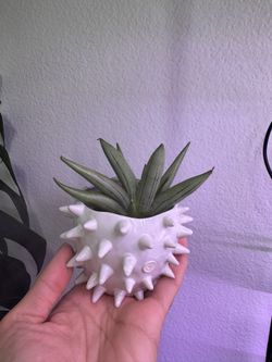 Sansevieria Ice Man