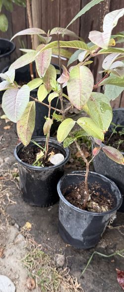 Guava fruit tree