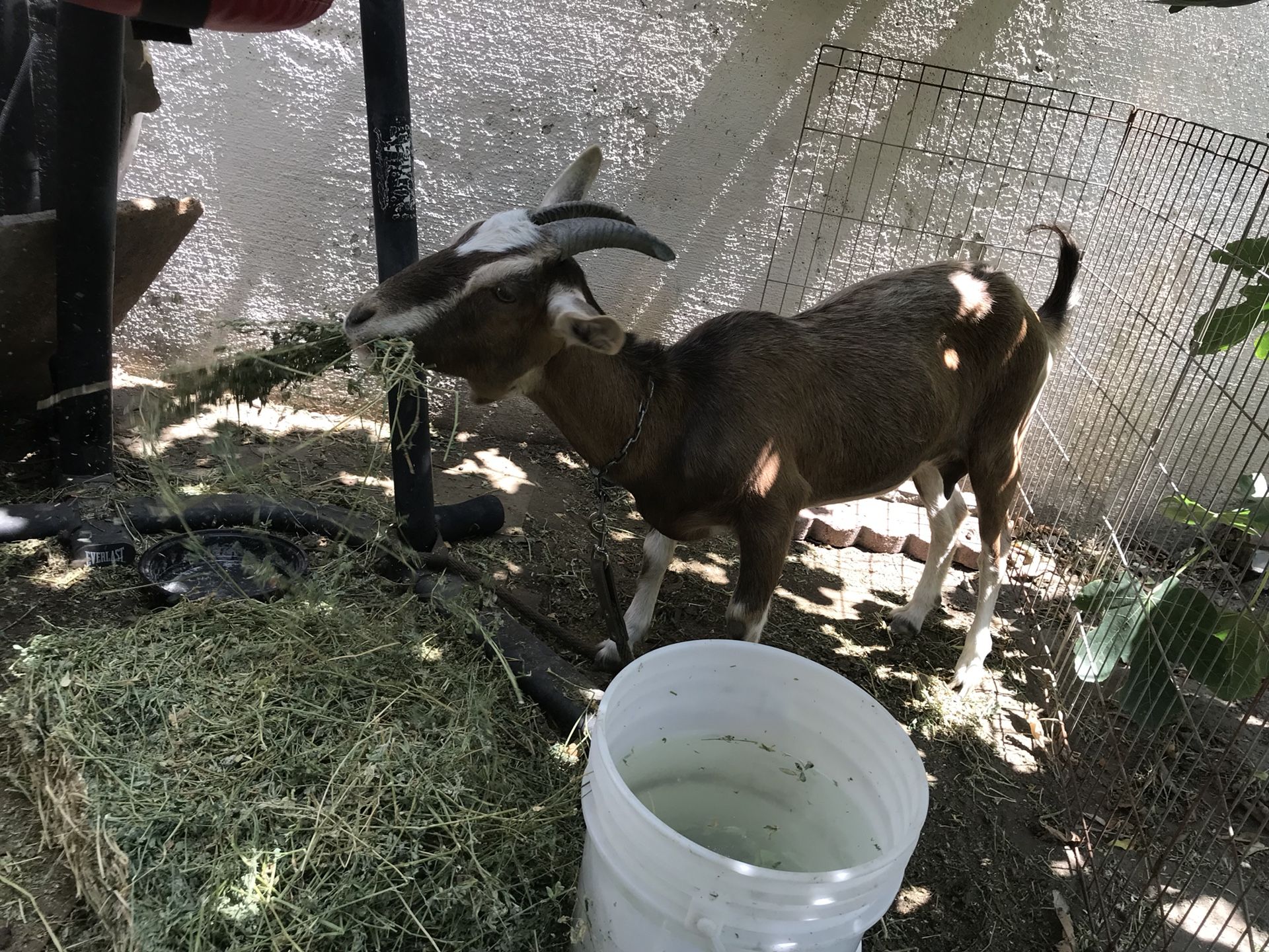 Chiva Lechera/ Milking Goat 🐐