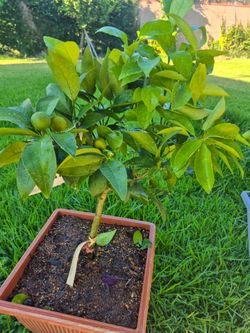 Dwarf Mandarin Tree