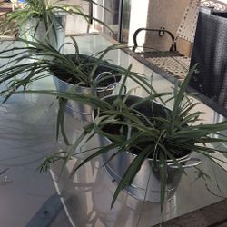 Farmhouse Style Spider Plants