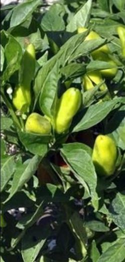 Chilli Peppers
