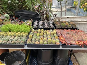 Plants For You