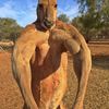 Kangaroo Jack