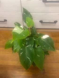 Plant