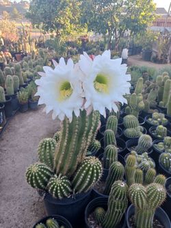 Cactus