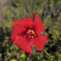 Red hibiscus
