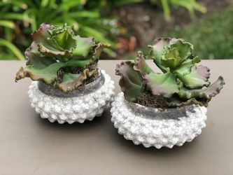 (2) Faux Artificial Home Decor Succulent Plants Model Home