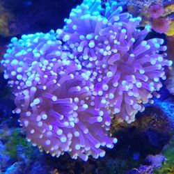 Beautiful Torches And Hammers 👀👀 And Other Things Too