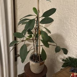 Rubber Plant Ficus 