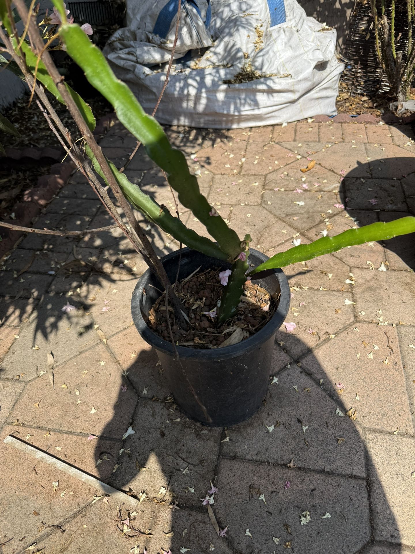 Snake Plant, Dragon Fruit Cuttings/plant