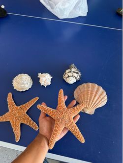 Real starfish and sea shells