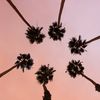 Palm Trees & Sunshine