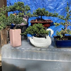 Bonsai Plant For Sale $50 Each
