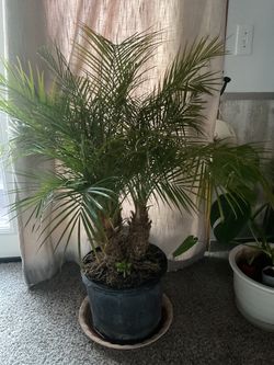 Large palm tree