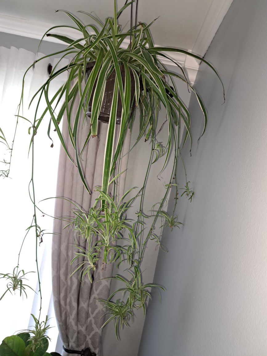 Large Spider House Plant 