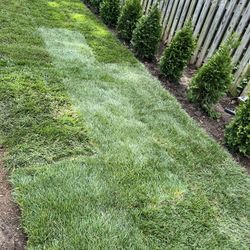 Fresh Sod 