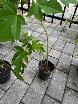 Papaya  Plant in Small Black Pot