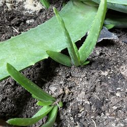 Aloe Vera Babies, Succulent, Cacti 