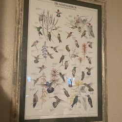 Hummingbirds Framed Wall Art
