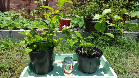 Jasmine plant ready to bloom this season