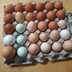 Organic eggs/ Huevos Organico