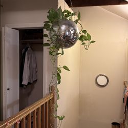 Pothos in disco ball planter