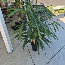 Randy Drecaina 4 Feet Tall 