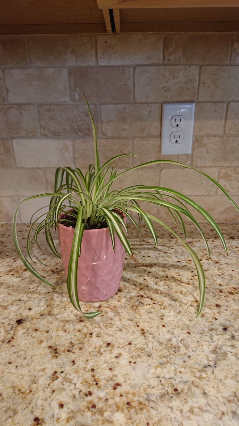 Healthy indoor plant (pink)