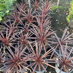 Cordyline