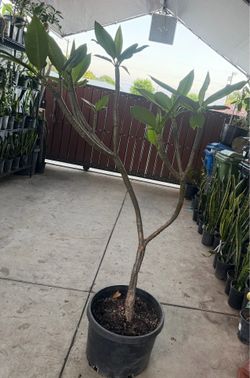 Plumeria