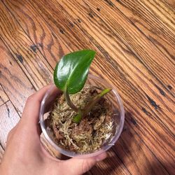 Philodendron White Princess Rooted Cutting