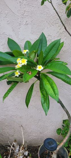 Plumeria Tree