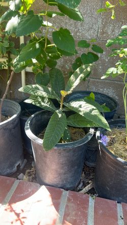 Big Jim loquat