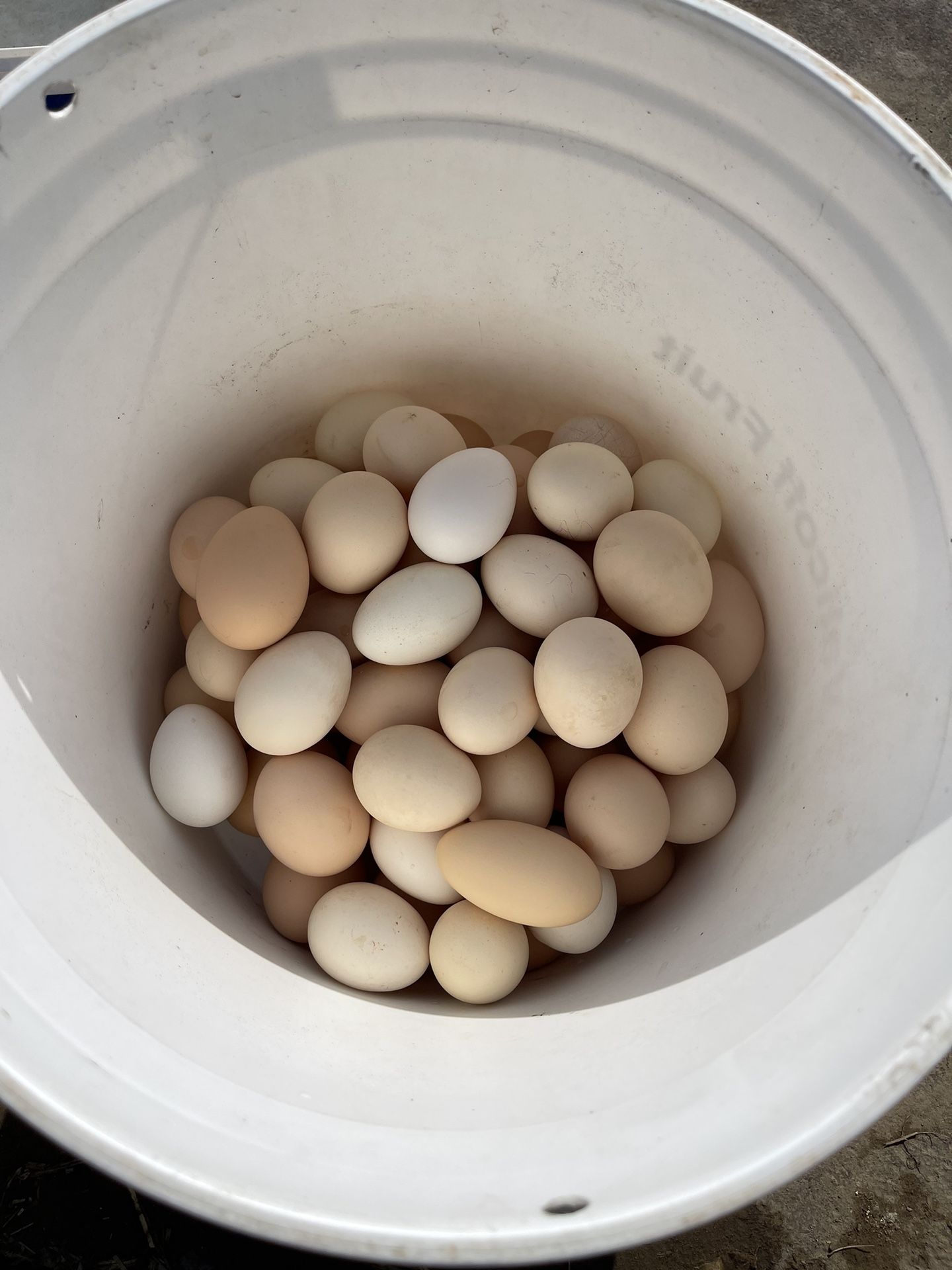 Fresh Eggs 