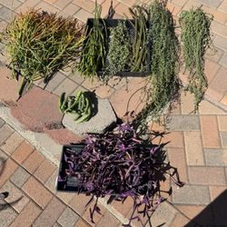 Free Succulent Cuttings 