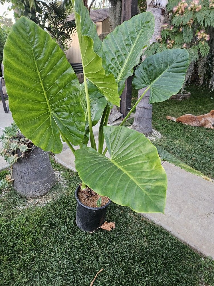 Nice plant to take inside or outside the home.