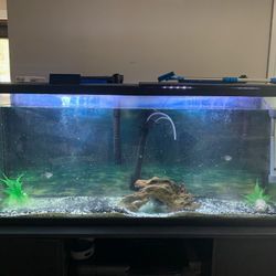 55 Gallon Fish Tank