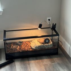 Turtle And Habitat 