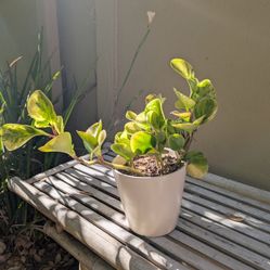 Potted Plant Including Pot