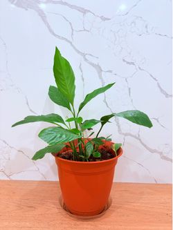 Planta Cuna de Moisés Lirio de La Paz (Peace Lily)