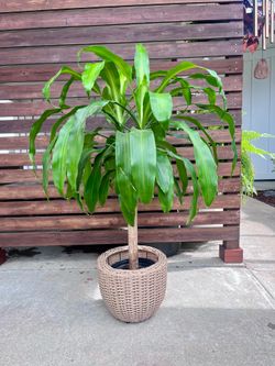 Houseplant Tropical Plant Palm