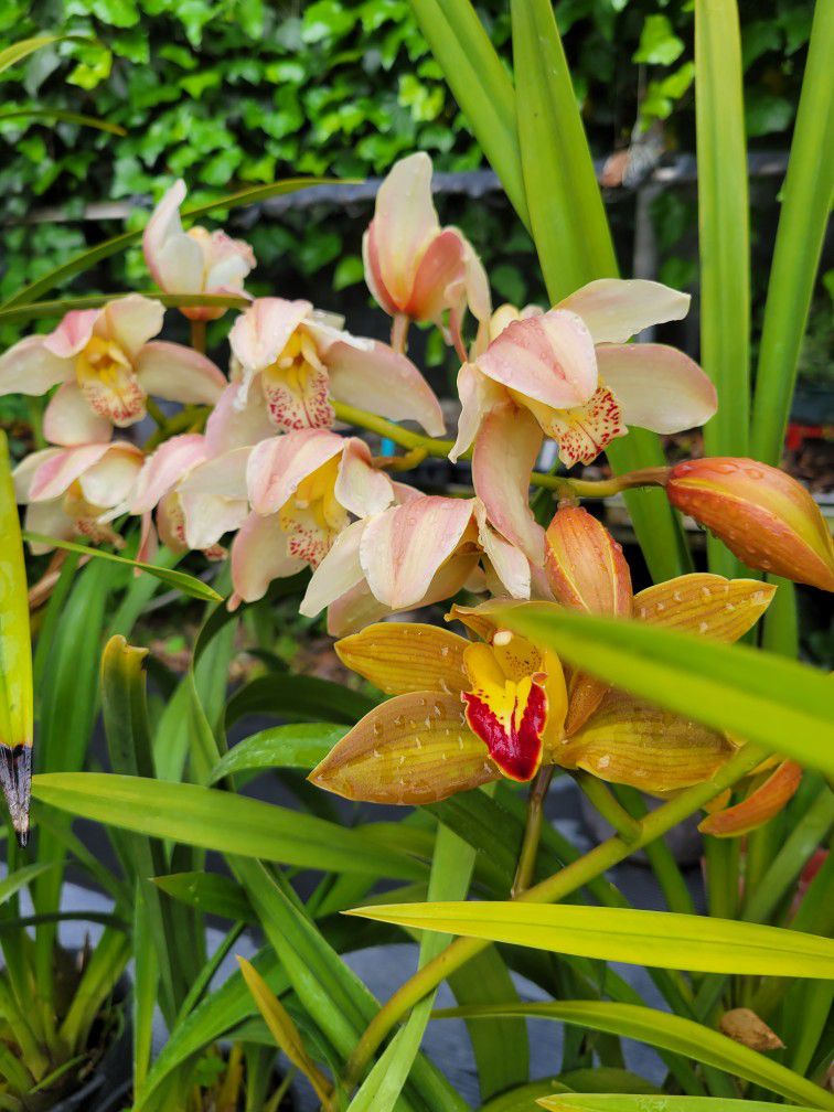Simply  Cymbidium  Orchid  Plant