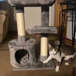  cat Stand  Cat Is Not Include 