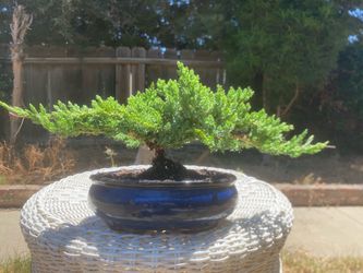 $60 Bonsai Japanese Garden Juniper flying Eagle $60