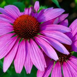 Coneflowers ( Echinacea )