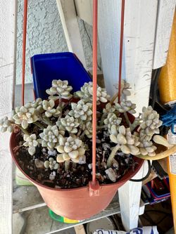 Succulents